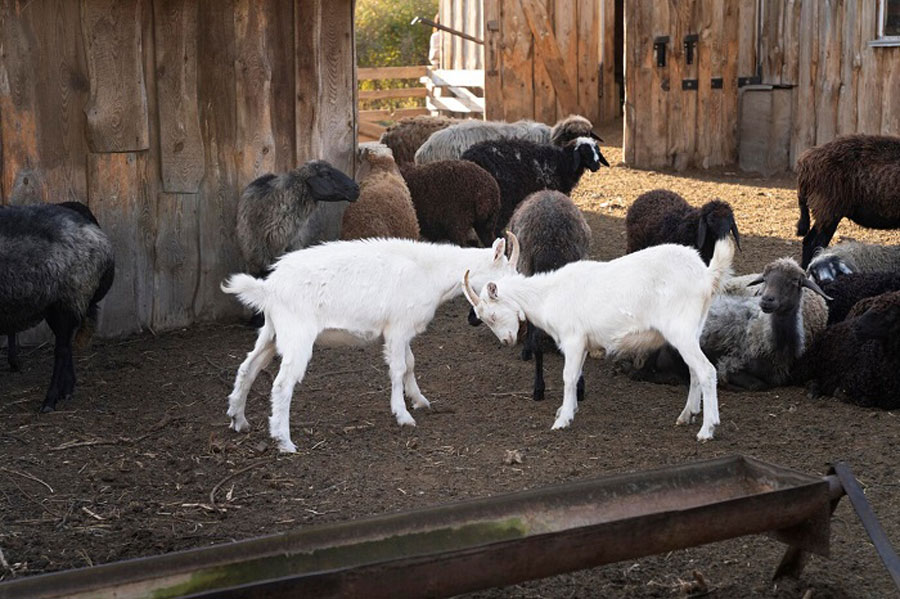 کدام نژاد گوسفندان ایرانی را میتوان در سرما نگهداری کرد